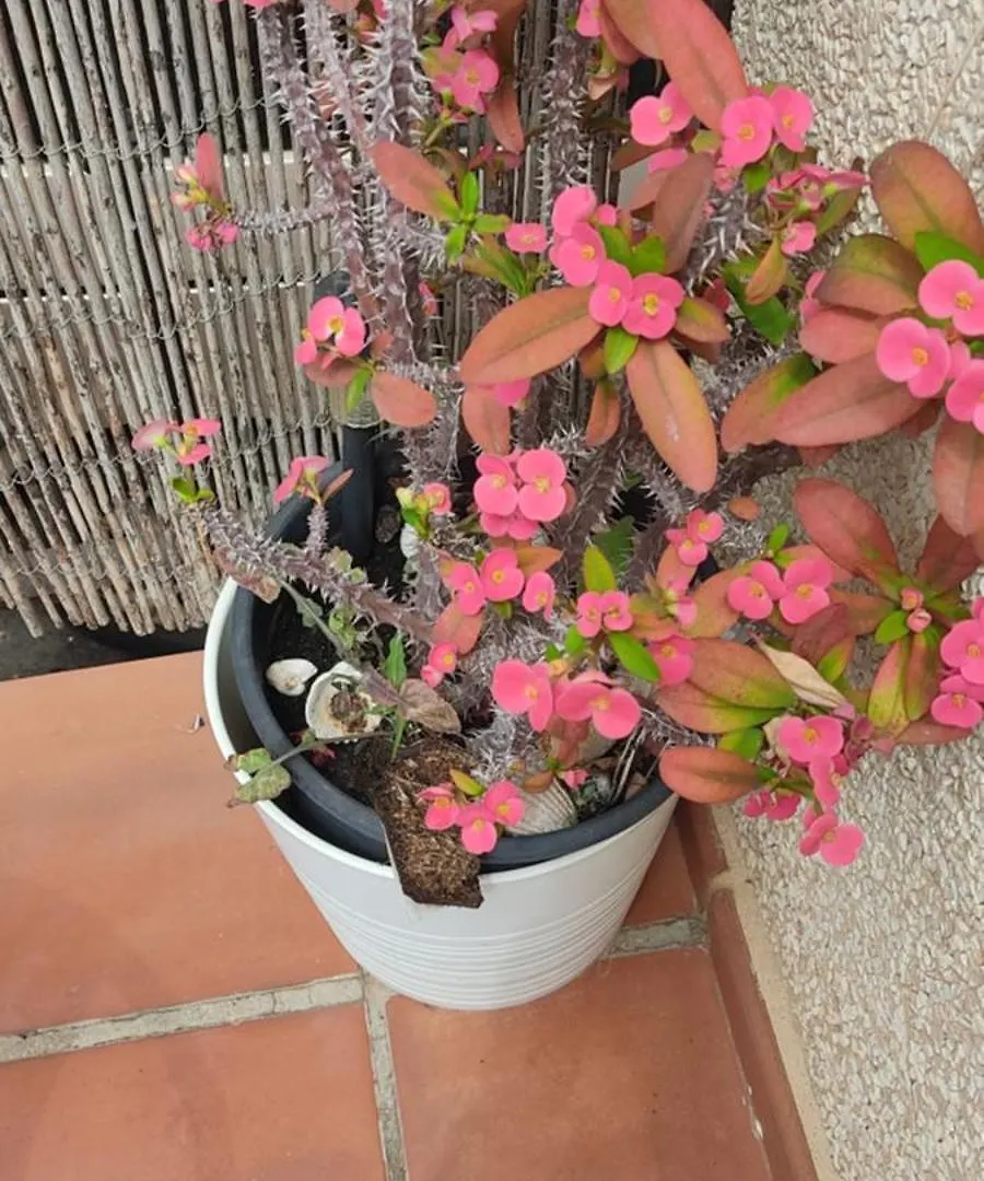 Apartamento Turistico Florhouse San Luis de Sabinillas Apartmán