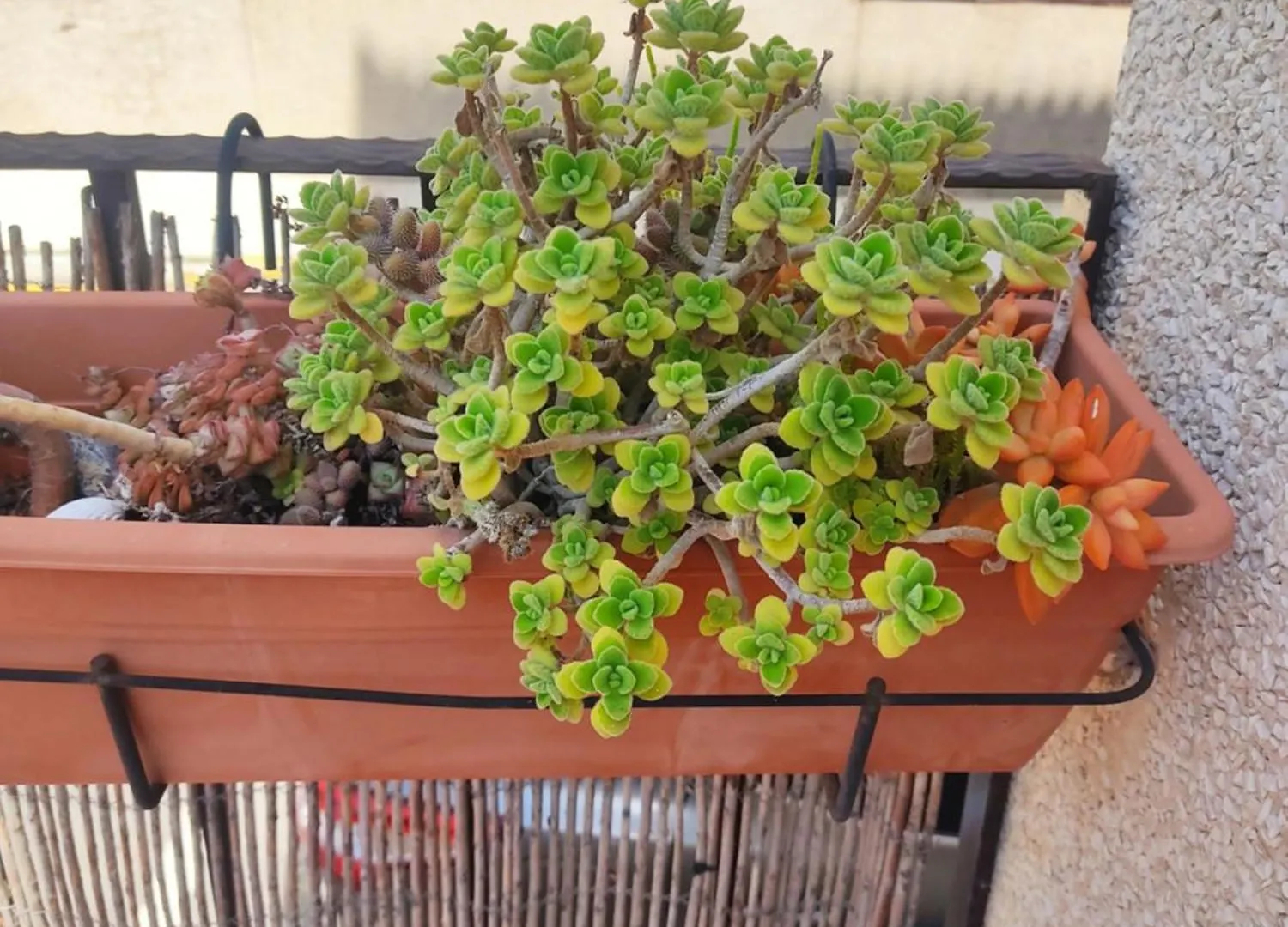 Apartamento Turístico FlorHouse San Luis de Sabinillas